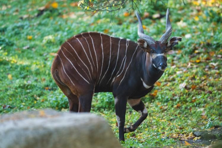 Nowy mieszkaniec ZOO Wrocław. Przyjechał z Gdańska i czeka na dwie samice [ZDJĘCIA]