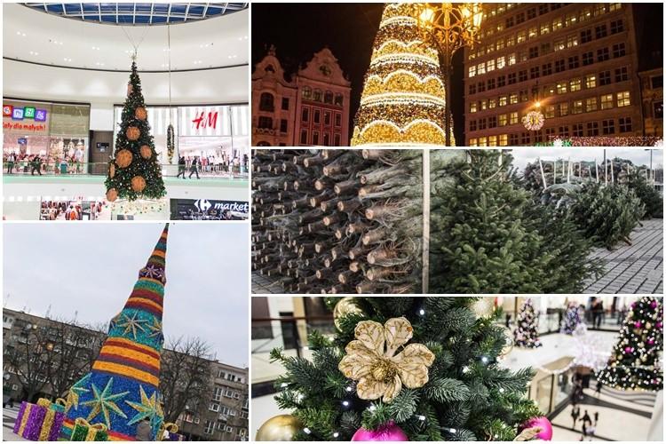 Czy poznajesz wrocławskie choinki? [QUIZ]