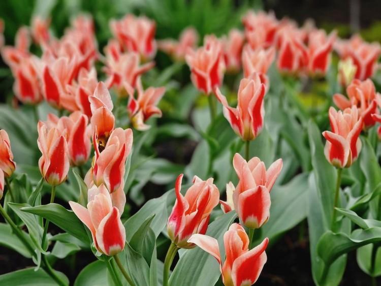 Wrocław: Festiwal Tulipanów już w niedzielę w Ogrodzie Botanicznym