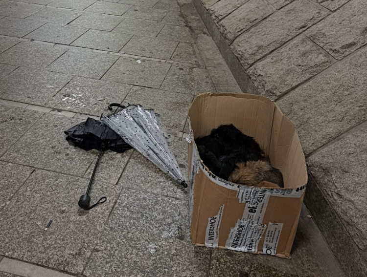 Ktoś zostawił szczeniaki w kartonie w centrum Wrocławia