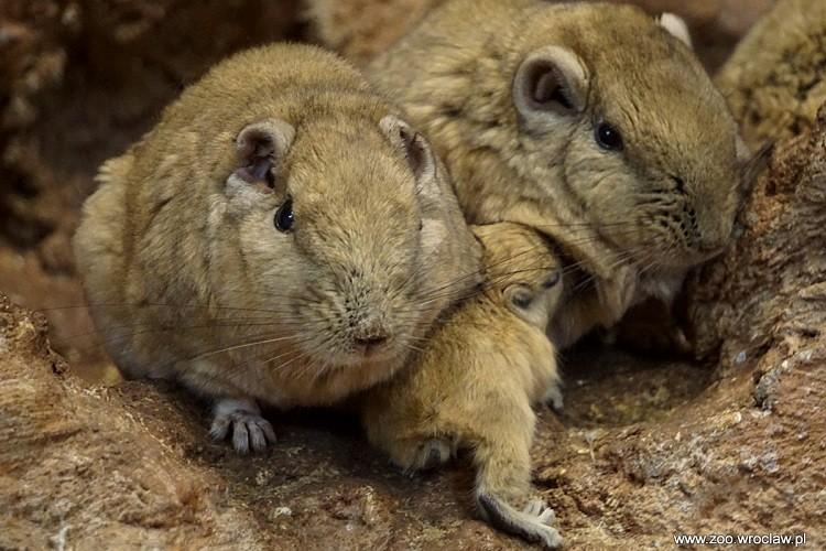 Nowi mieszkańcy wrocławskiego zoo. To małe, słodkie futrzaki [ZDJĘCIA]