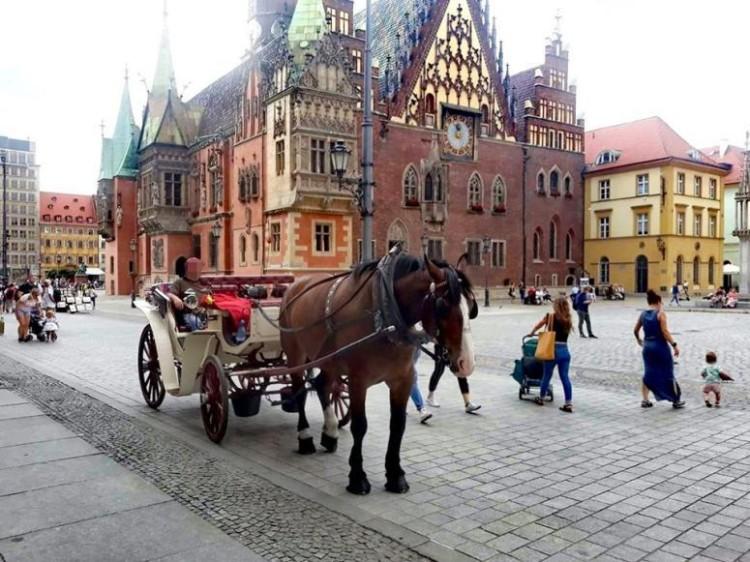 Magistrat bierze pod lupę dorożki na Rynku [AKCJA TUWROCLAW.COM]