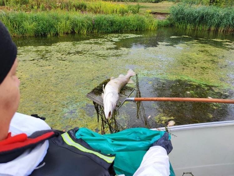 Tak umiera jezioro Bajkał pod Wrocławiem
