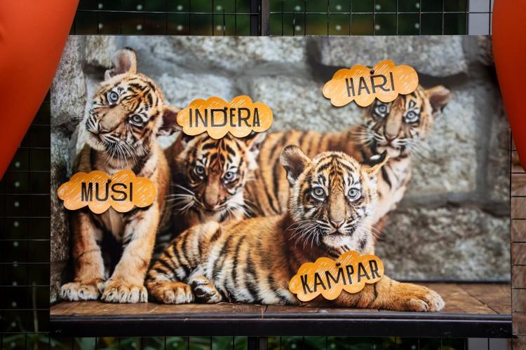 Tygrysy z wrocławskiego zoo mają już imiona. Pochodzą od nazw rzek