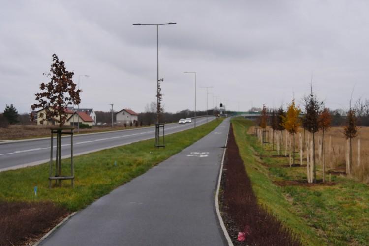 Przy obwodnicy Leśnicy uschło prawie 900 drzew [ZDJĘCIA]