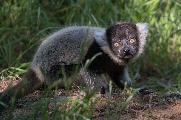 We wrocławskim zoo przyszły na świat małe lemury [ZDJĘCIA, WIDEO]