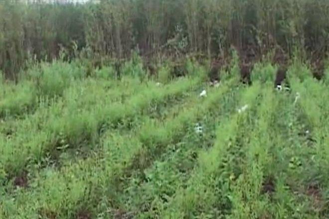 Nasi policjanci pod Wrocławiem zlikwidowali kolejną plantację konopi