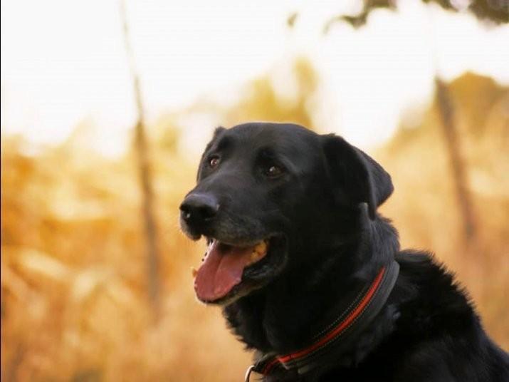 Psy i koty do adopcji we Wrocławiu. Nadal czekają na nowy dom [ZDJĘCIA]