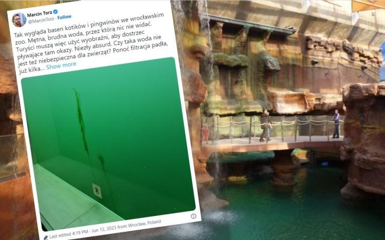 Awaria w Afrykarium. W zielonej wodzie nie widać pingwinów. ZOO odpowiada: Można oglądać z góry