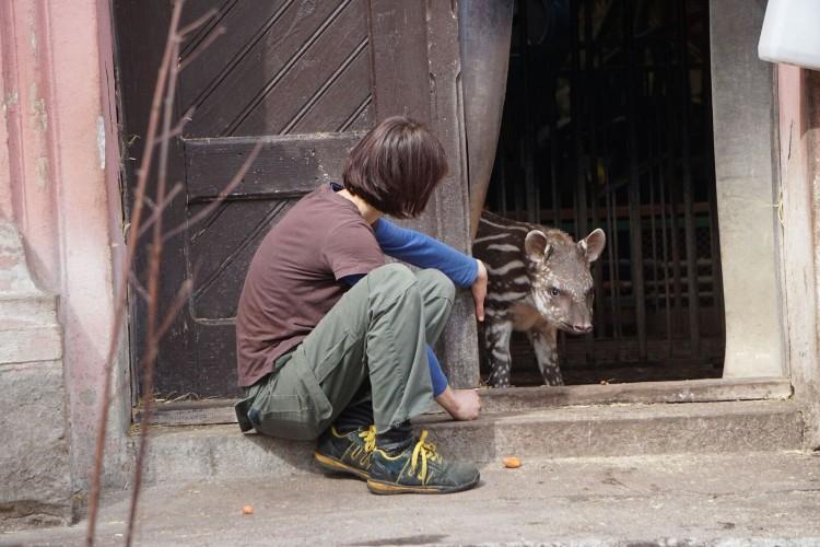 Ta tapirka ma charakterek! Tak mała Sara obchodziła urodziny we wrocławskim zoo [ZDJĘCIA, WYWIAD]