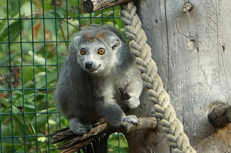 Nowe lemury zamieszkały we wrocławskim zoo [ZDJĘCIA]