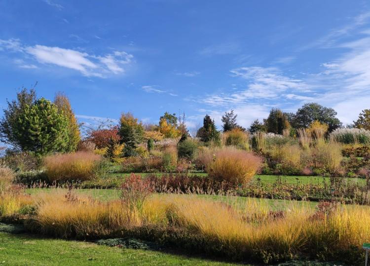 Zamykają arboretum w Wojsławicach. Ostatni dzwonek, by je zobaczyć!