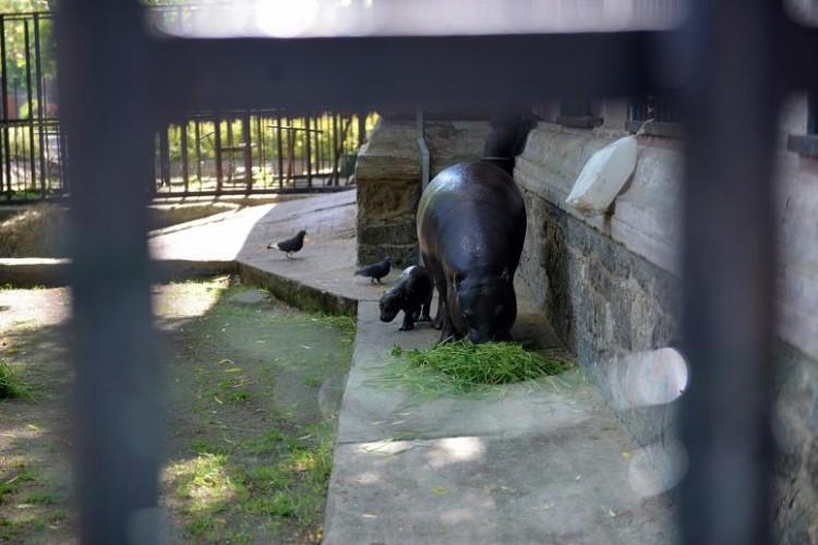 Rekordowe wakacje we wrocławskim zoo wynagrodziły lockdown [STATYSTYKI]