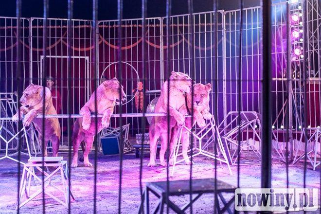 Do Wrocławia przyjedzie Cyrk Arena. Główną atrakcją lwy