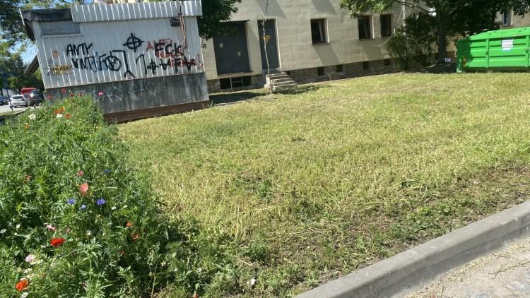Kwietna łąka z WBO pomylona z chaszczami - właśnie ją skosili. Miasto przeprasza