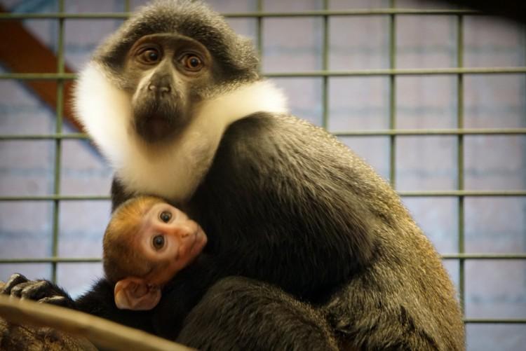 Nowy mieszkaniec zoo. Afrykańska małpa, która lubi śnieg [ZDJĘCIA]