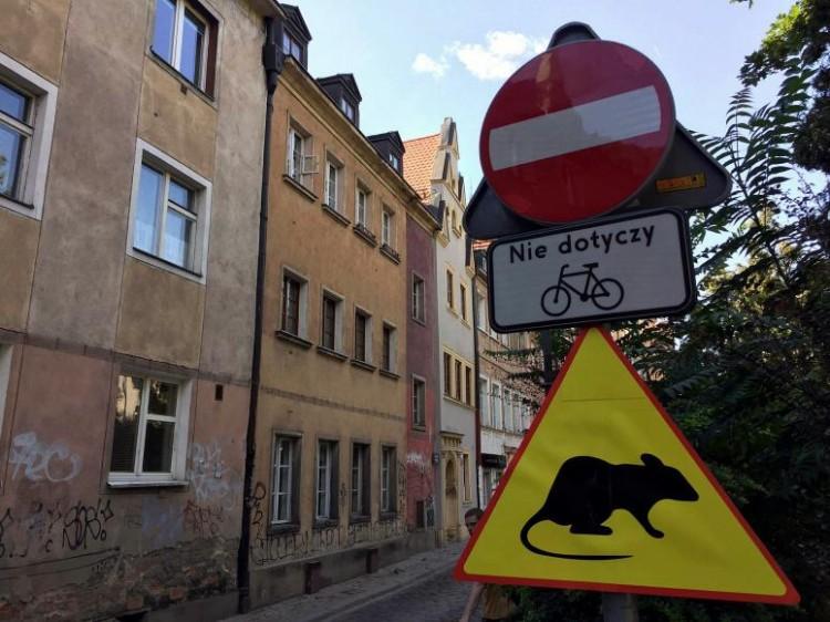 Wrocław szykuje się do walki ze szczurami
