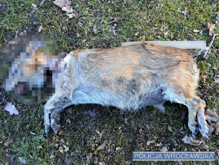 Makabra we wrocławskim parku. Policja wszczęła dochodzenie