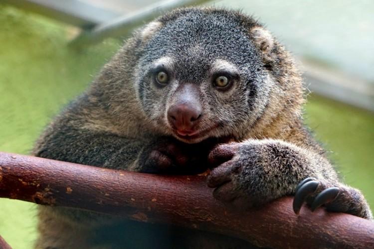 Sensacja we wrocławskim zoo! Urodził się niezwykle rzadki gatunek torbacza [WIDEO]