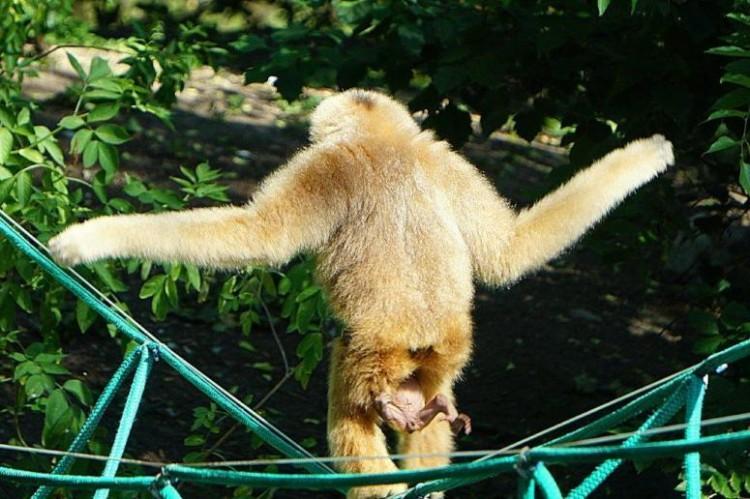 Wypadek we wrocławskim zoo. Nie żyje roczny gibon