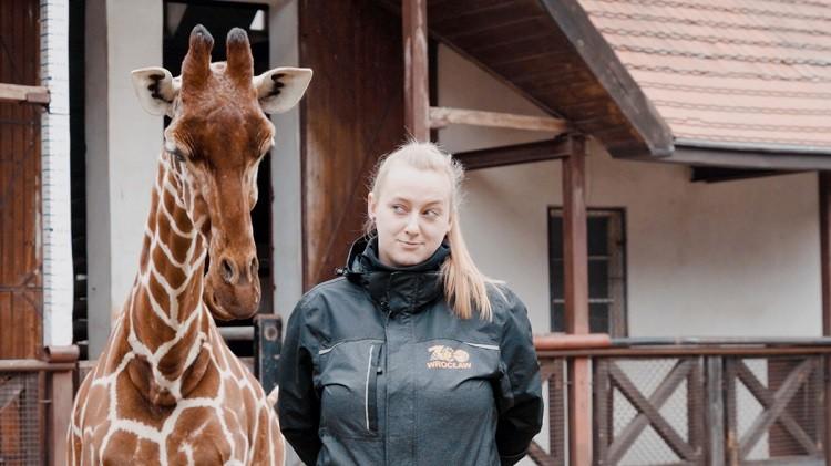 Narodziny we wrocławskim zoo. Mała żyrafa otrzymała imię Inuki [ZDJĘCIA]