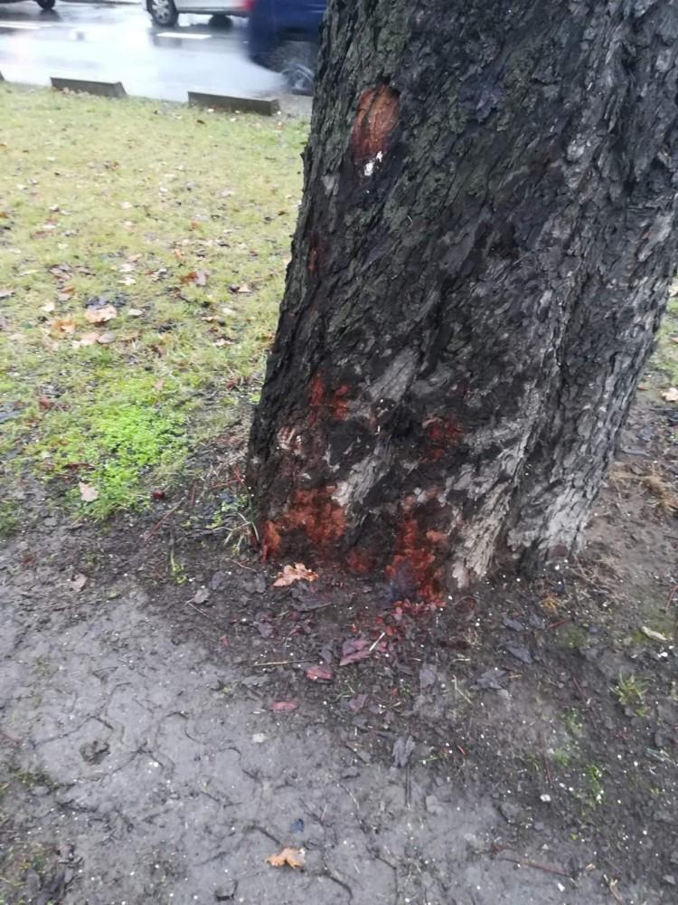 Partia Zieloni kontra Aldi. 