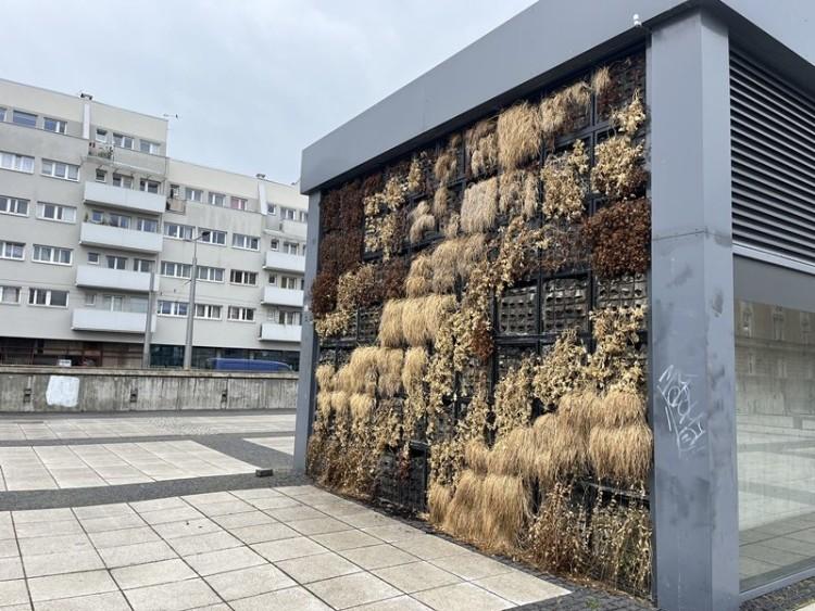 Suche wióry zamiast oddychającej zieleni. Wrocław nie rezygnuje z zielonej ścianki w centrum