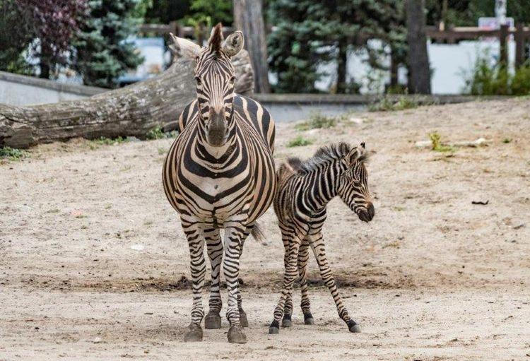 Nowe mieszkanki wrocławskiego zoo. To Beza i Borówka [ZDJĘCIA]
