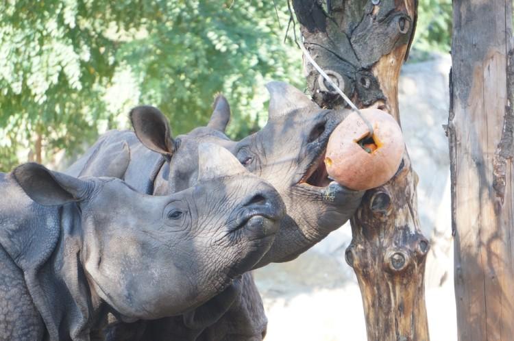 Wrocławskie ZOO apeluje o pomoc dla nosorożców