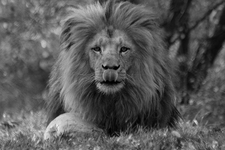 Zmarł Miombo, lew z wrocławskiego zoo. „Był piękny i majestatyczny”