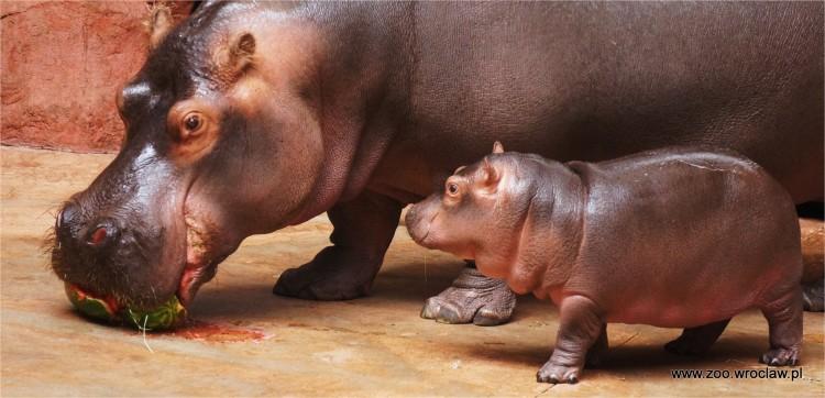 Mały hipopotam z wrocławskiego zoo ma nowego opiekuna! [ZOBACZ ZDJĘCIA]