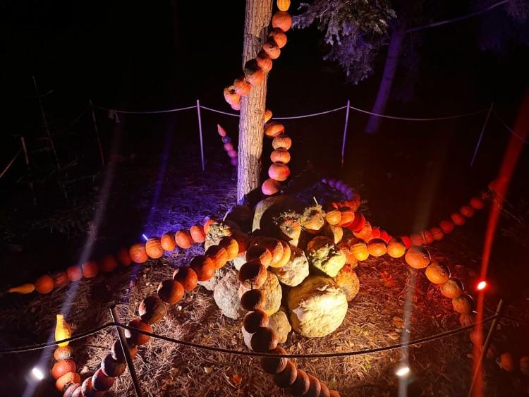 Ogród Botaniczny rozświetliły Dyniowe Iluminacje. Jest magicznie