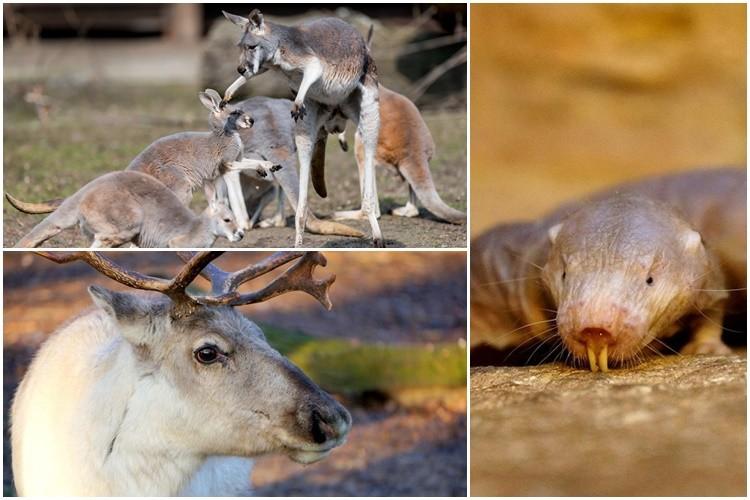 Niesamowite umiejętności zwierzaków z wrocławskiego zoo
