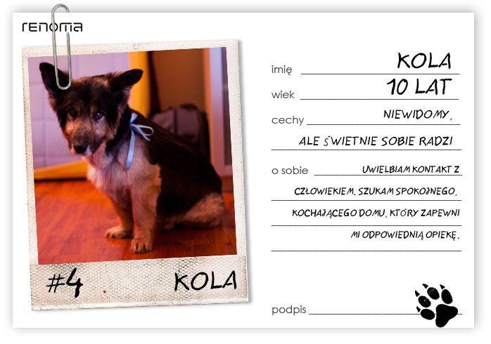 Adoptuj zwierzaka i „Pokochaj 4 łapy”