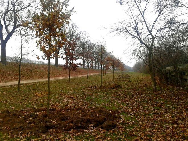 Rekompensują wycinkę starych drzew. Rozpoczęło się sadzenie 2 tysięcy nowych wzdłuż Odry [ZDJĘCIA]