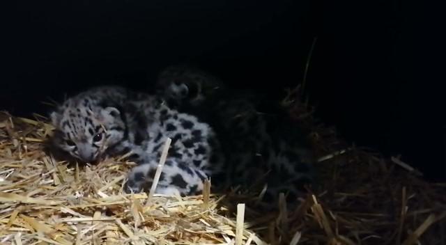 Nowi mieszkańcy zoo. Kiedy pantery śnieżne pojawią się na wybiegu? [ZOBACZ]