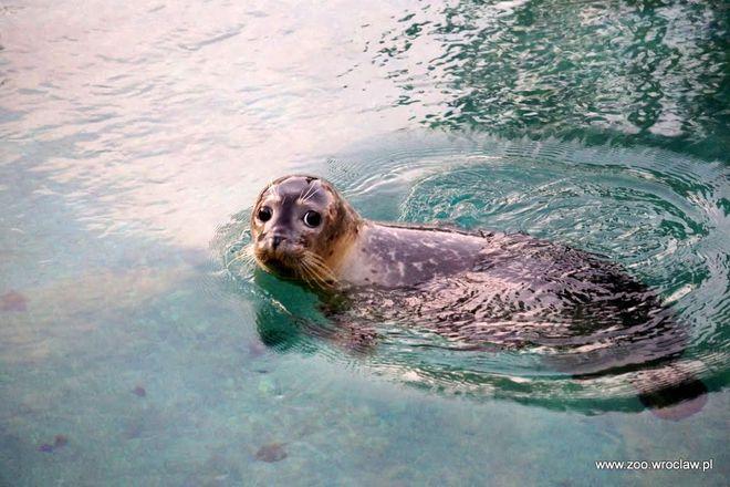 W starym basenie dla kotików we wrocławskim zoo zamieszkały urocze foki
