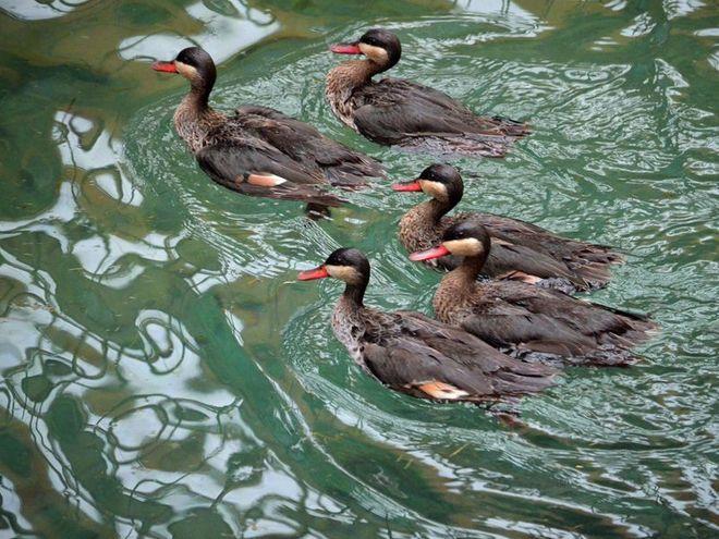 Nowe ryby i ptaki można już podziwiać w Afrykarium wrocławskiego zoo