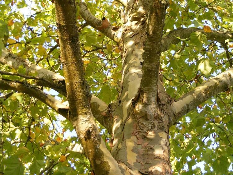Wrocław: wytną topole, posadzą platany