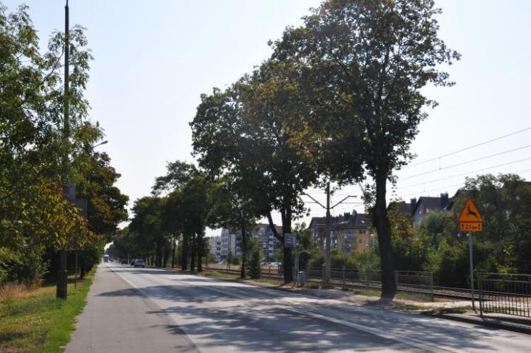 Aktywistki biją na alarm: drzewa we Wrocławiu są uszkadzane i źle podlewane!