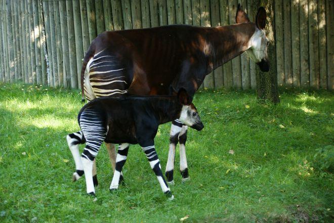 Tajemnicze okapi zamieszkają we wrocławskim zoo. Po raz pierwszy w Polsce!