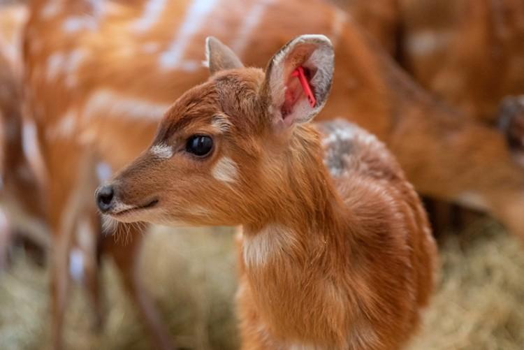 W zoo przyszły na świat małe, słodkie antylopy [ZDJĘCIA]