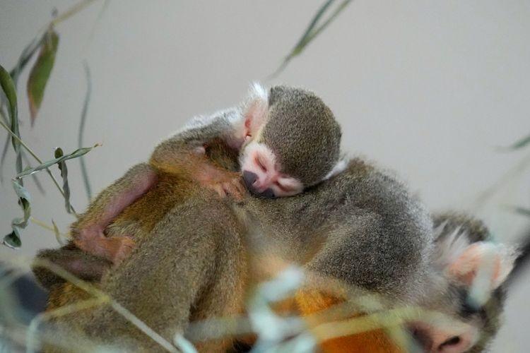 Nowy mieszkaniec zoo. Oznacza terytorium moczem, a jego kły służą jako broń [ZDJĘCIA]