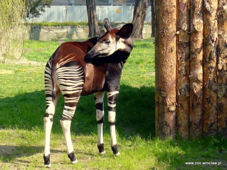 We wrocławskim zoo przychodzą na świat zagrożone gatunki (ZDJĘCIA MALUCHÓW)