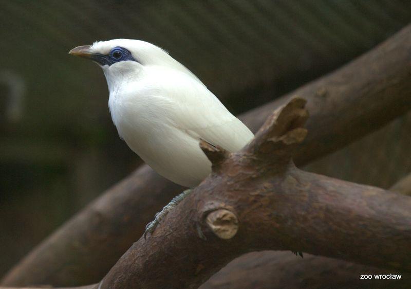 Wrocławskie ZOO chroni zagrożone gatunki