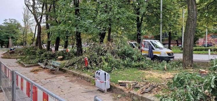 Rzeź drzew we Wrocławiu. Osiedlowi radni: miasto na kolanach do deweloperów
