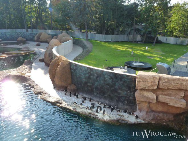 Rekordowy rok wrocławskiego ogrodu zoologicznego. Popularność naszego zoo sięga zenitu