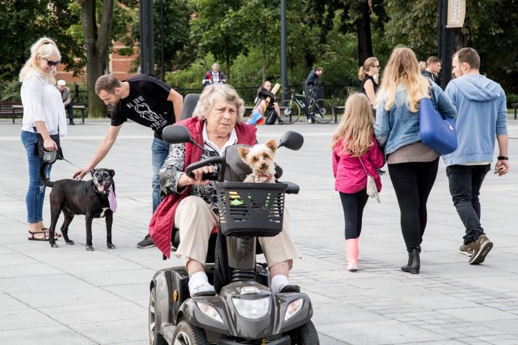 Hau are you? Ulicami miasta przeszła I Parada Psów Wrocławskich [ZDJĘCIA]