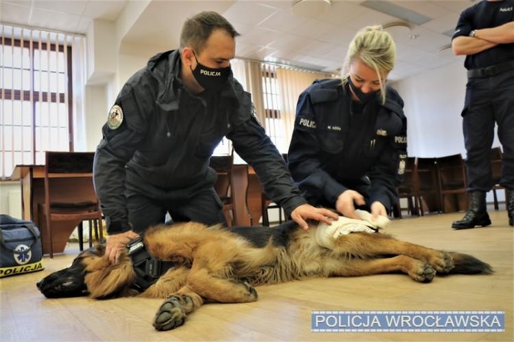 Wrocław: Policjanci przeszkoleni z udzielania pierwszej pomocy psom