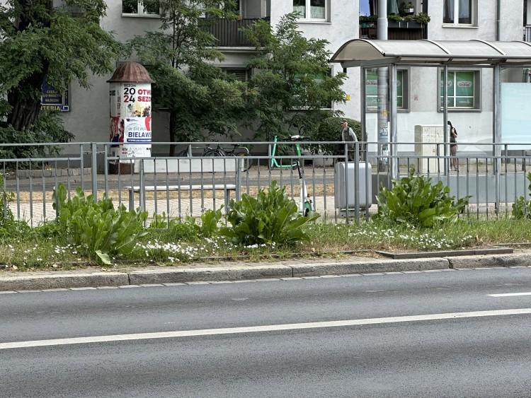 Warzywniak w centrum Wrocławia. Przy torowisku rośnie...chrzan
